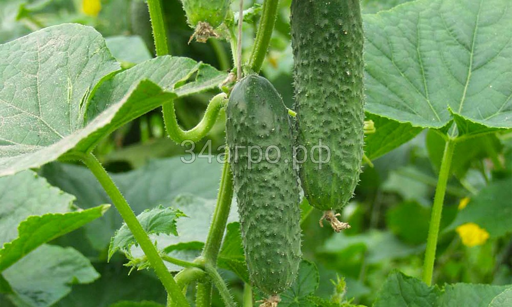 Огурец Амур F1 1000 семян