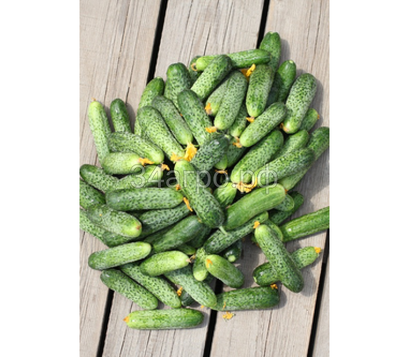 Огурец Герман F1 1000 семян