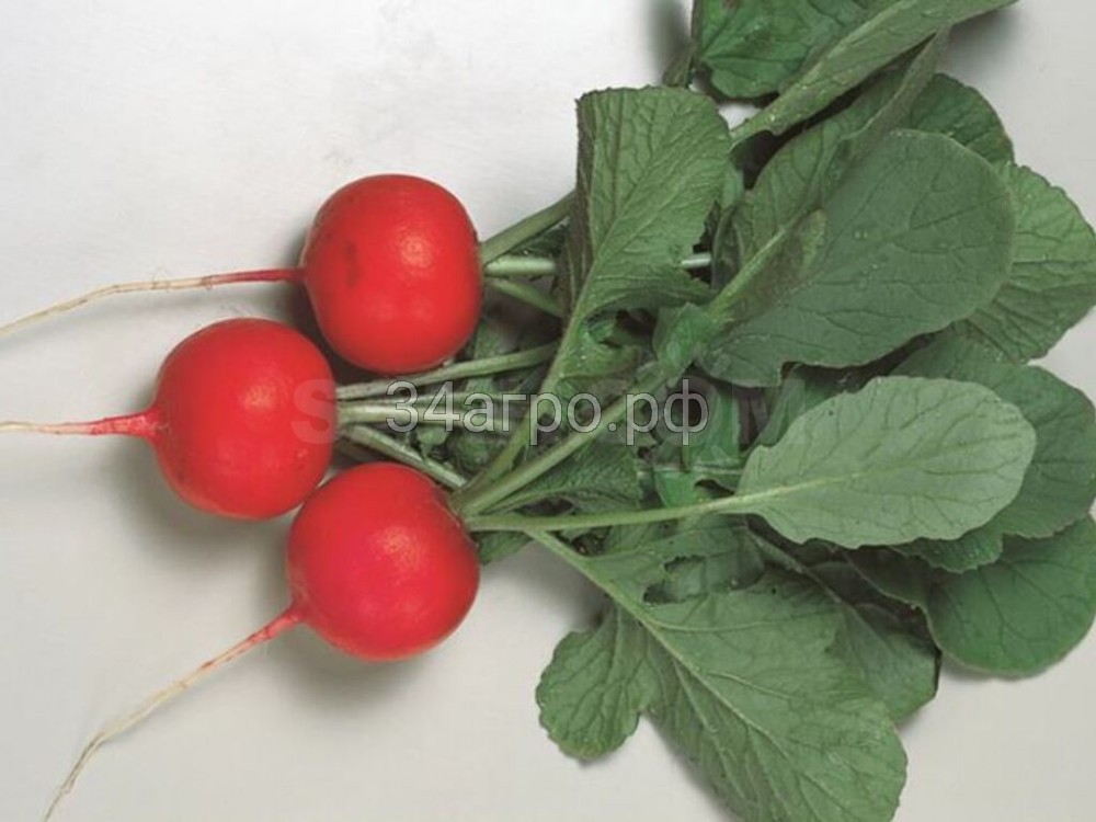 Редис Глориет F1 10000 семян