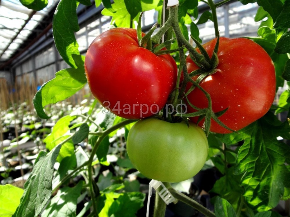 Томат Волгоградский 5/95 100 гр.