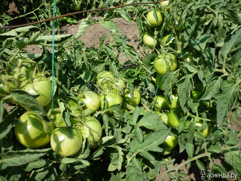 Томат Джина ТСТ 100 гр.