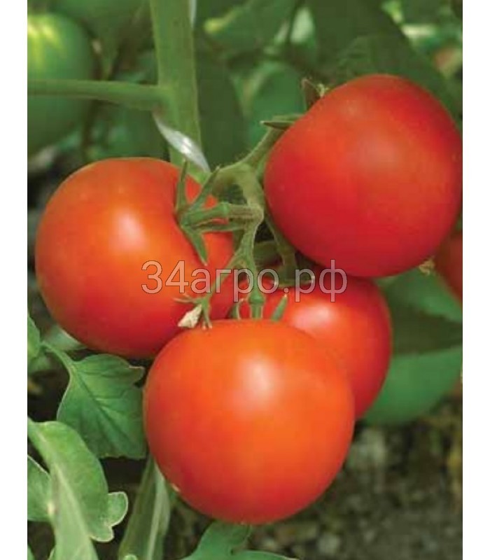 Томат Камея 1 кг