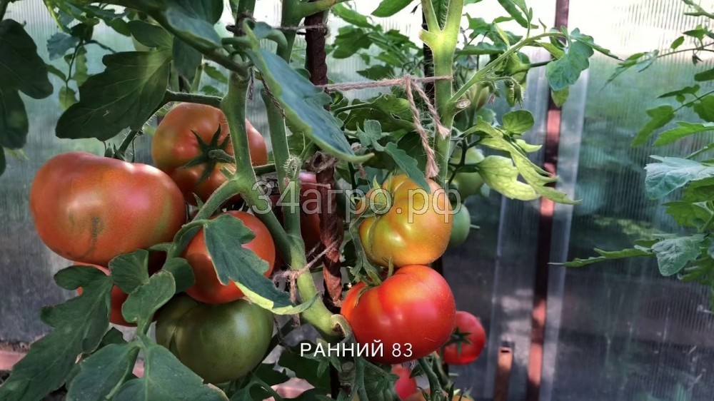 Томат Ранний 83 100 гр.