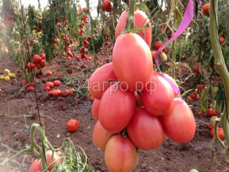 Томат Розовый фламинго 50 гр.