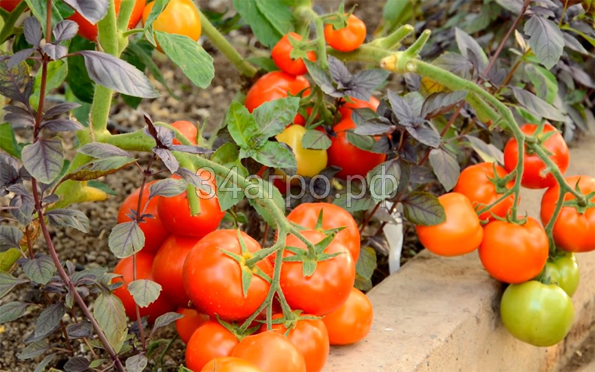 Томат Санька 50 гр.