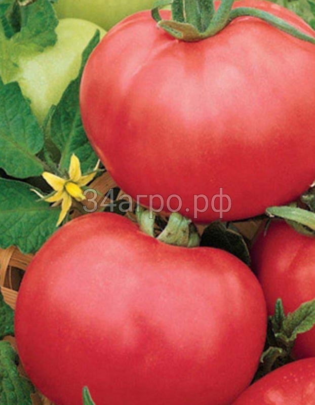 Томат Титан розовый 25 гр.