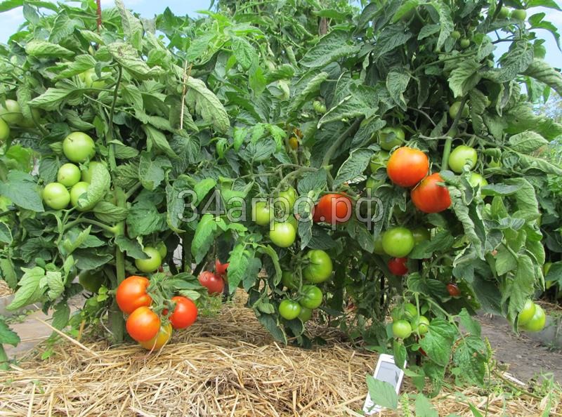 Томат Яблонька России 1 кг