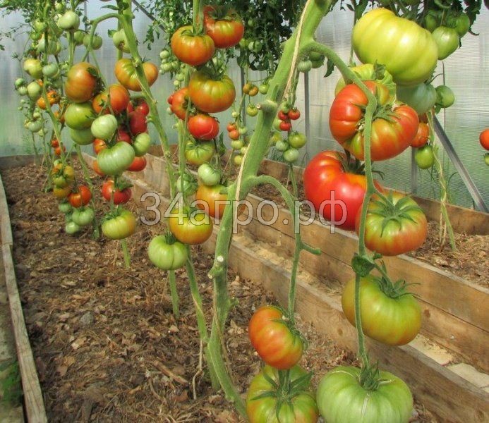 Томат Дикая Роза 50 гр.