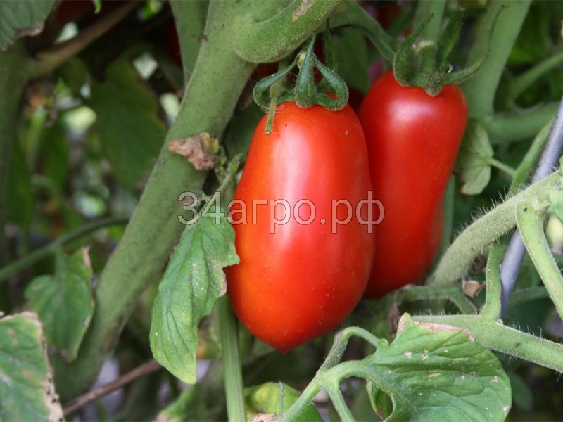 Томат Рома 50 гр.