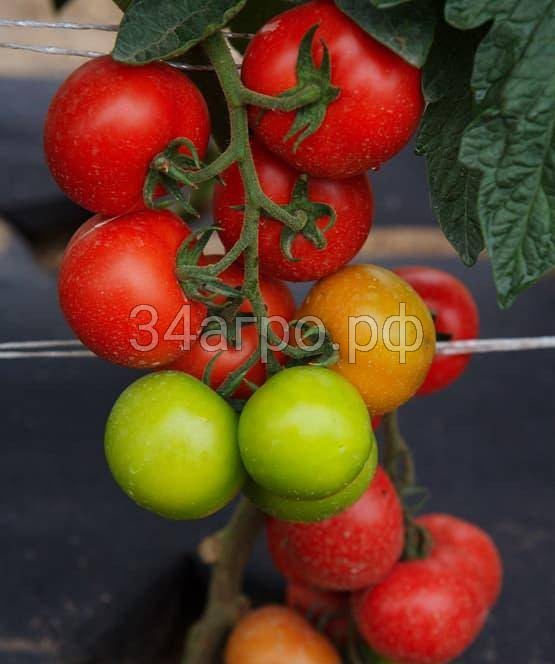 Томат Увертюра F1 100 гр.