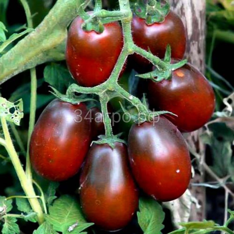 Томат Черный Мавр 100 гр.