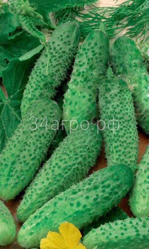 Огурец Барон F1 1 кг