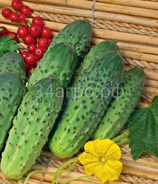 Огурец Зубренок F1 20 гр.