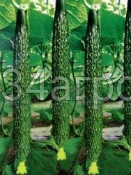 Огурец Китайский длинный F1 1 кг