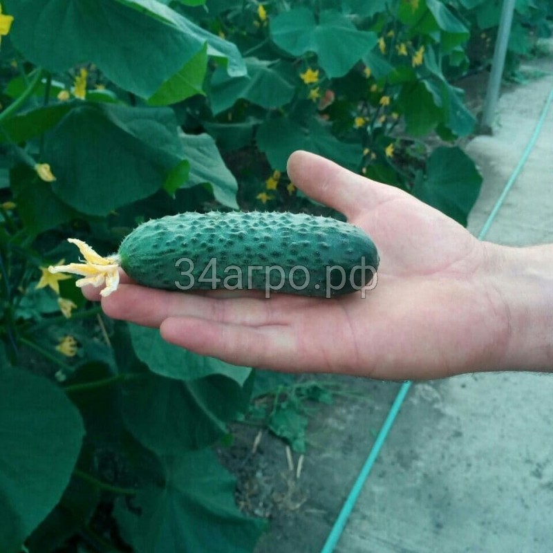 Огурец Майский F1 1 кг