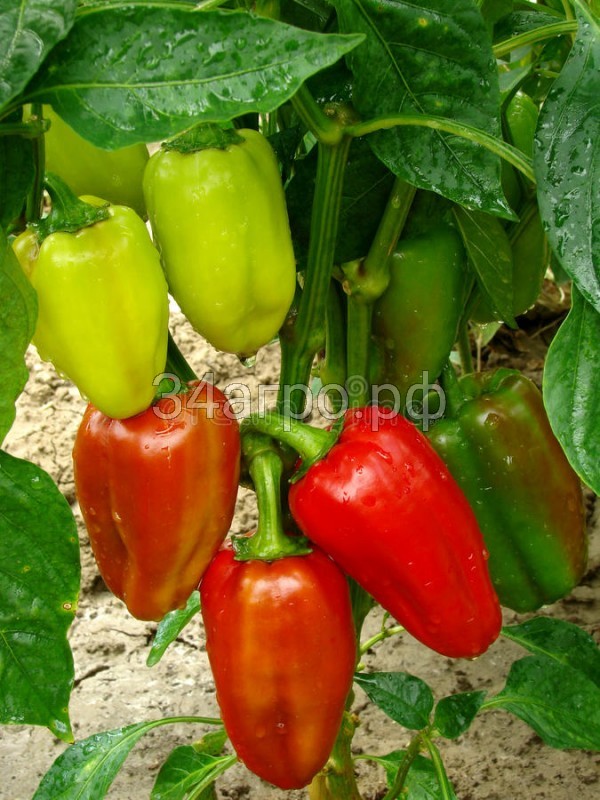 Перец Болгарец 50 гр.