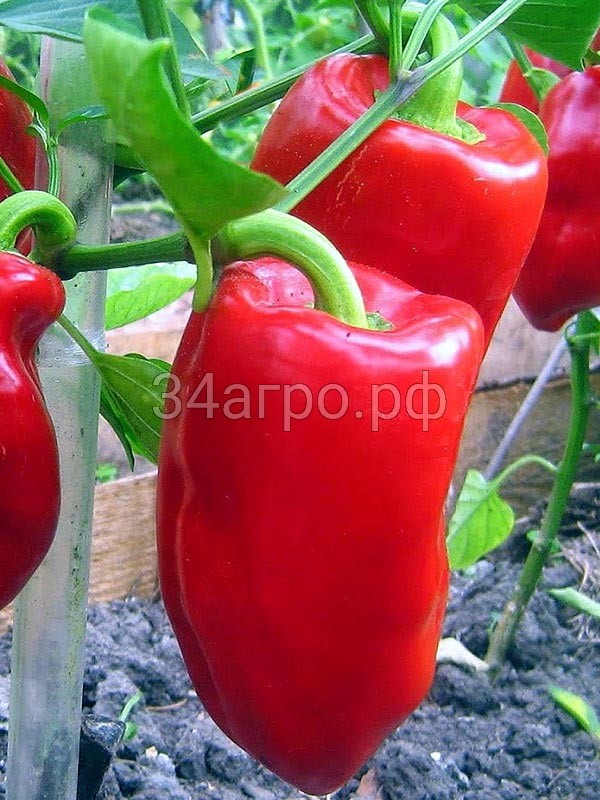 Перец Богатырь 20 гр.