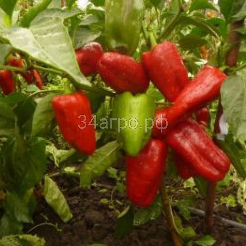 Перец Илья Муромец 50 гр.