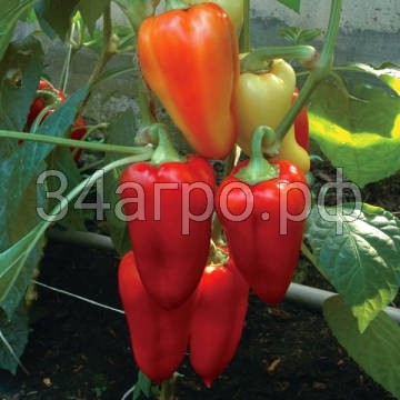 Перец Князь серебрянный 50 гр.