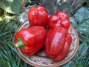 Перец Калифорнийское Чудо 1 кг