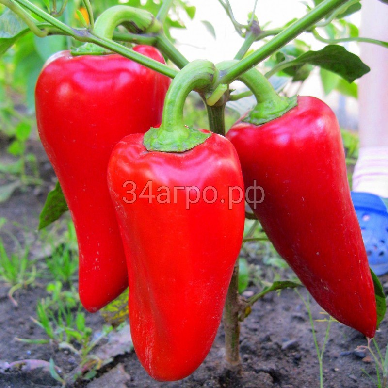 Перец Подарок Молдовы 100 гр.