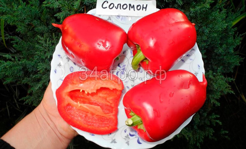Перец Соломон Агро 20 гр.