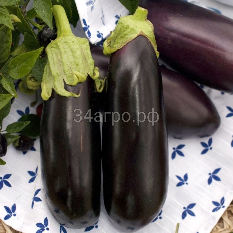 Баклажан Черный Опал 50 гр.