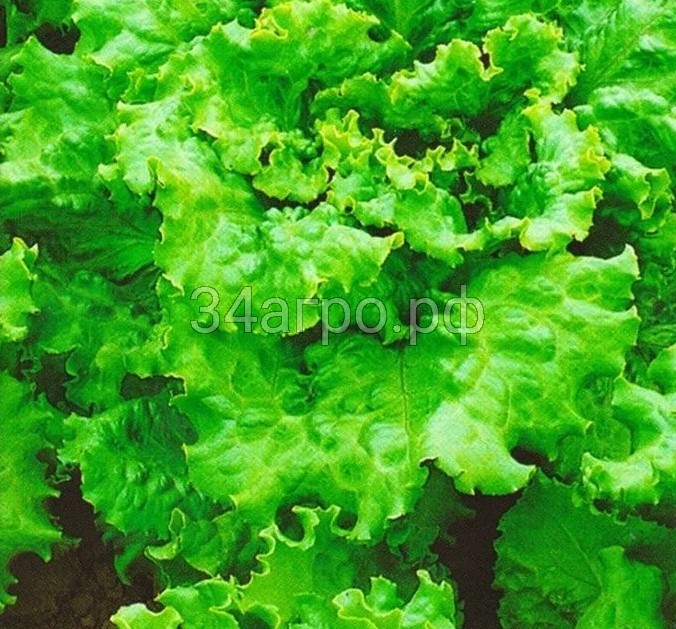 Салат листовой Тайфун 1 кг