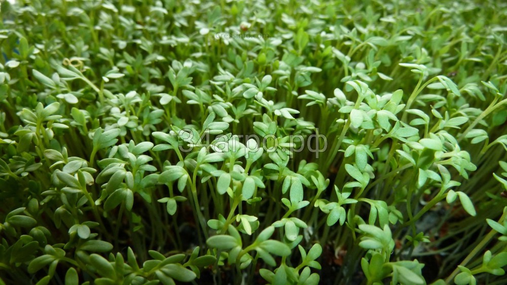 Кресс-салат Крупнолистовой 1 кг