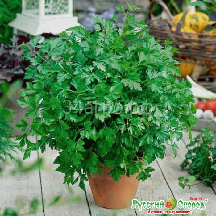 Петрушка Богатырь 50 гр.