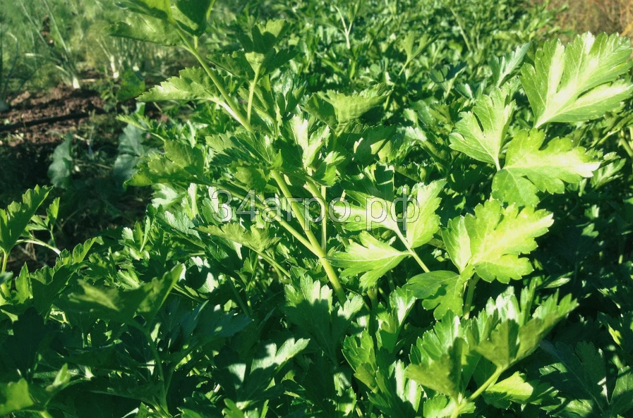 Петрушка Богатырь 50 гр.