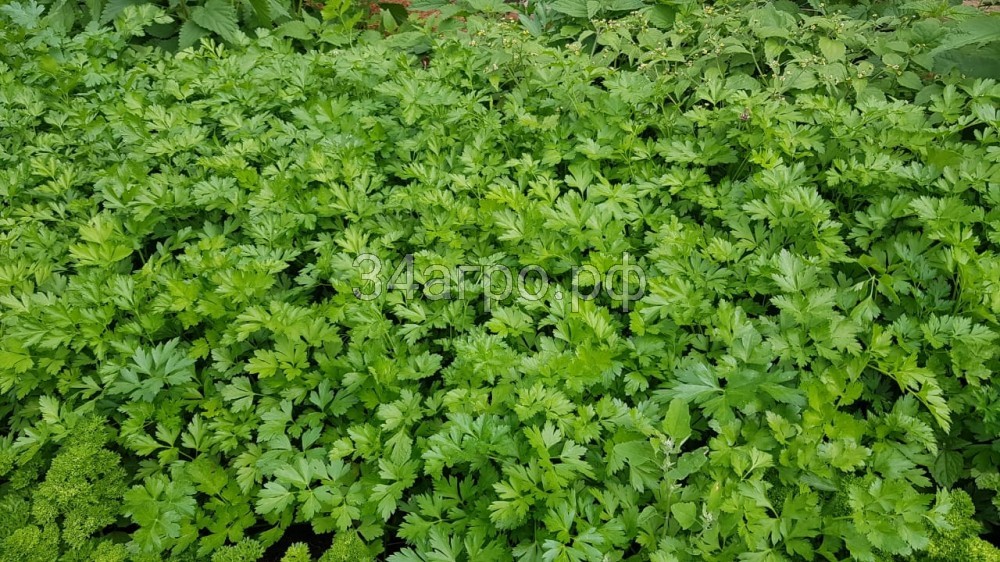 Петрушка Итальянский Гигант 1 кг