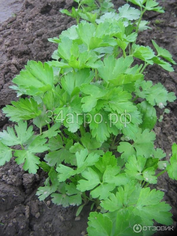 Петрушка Обыкновенная листовая 1 кг