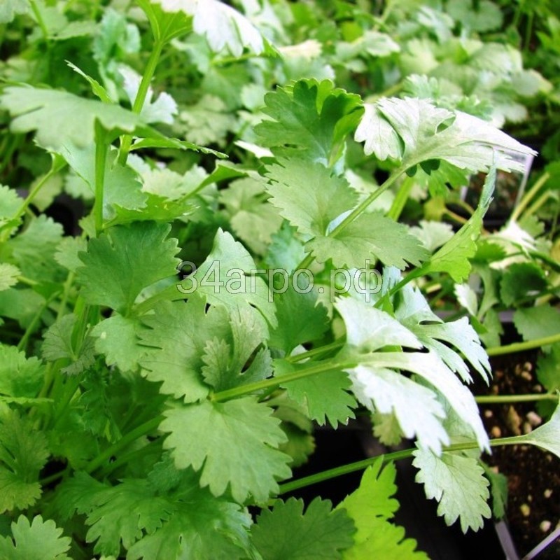 Кориандр Абхазский 50 гр.