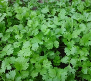 Кориандр Бородинский 50 гр.