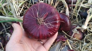 Лук Ялтинский красный 1 кг