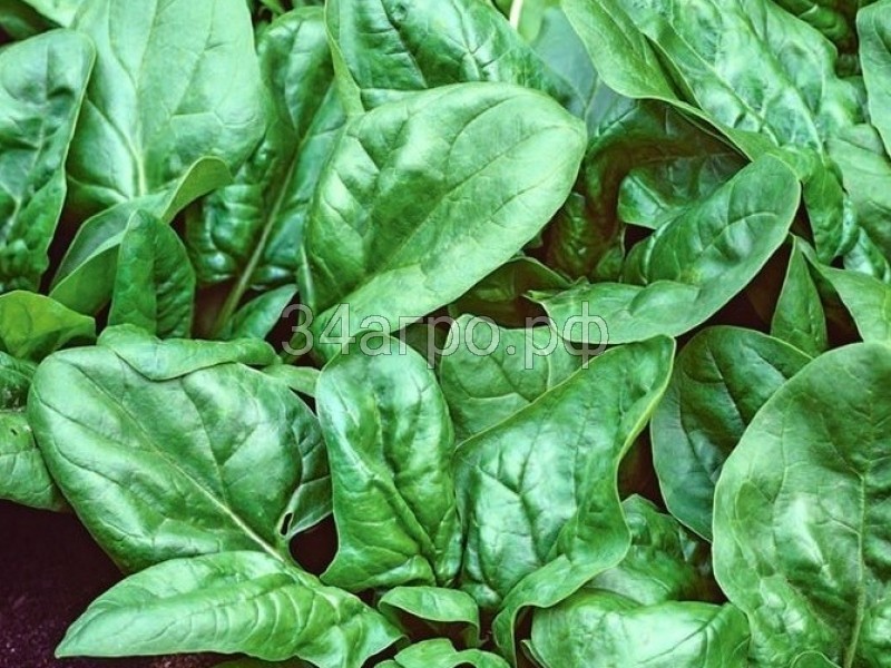 Шпинат Матадор 100 гр.