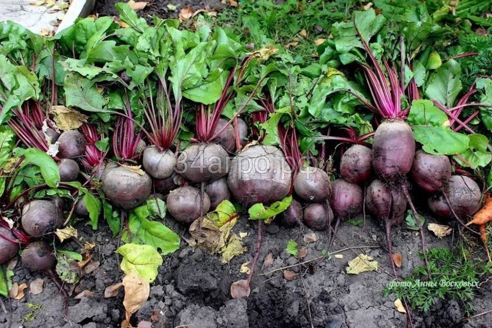 Свекла Бордо 237 100 гр.