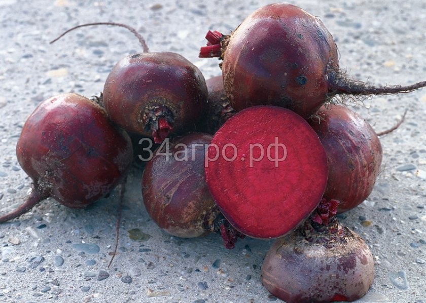 Свекла Бордо 237 100 гр.