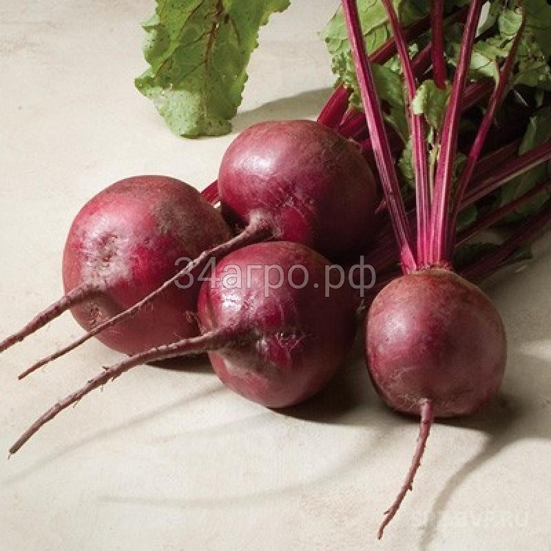 Свекла Двусемянная ТСХА 100 гр.