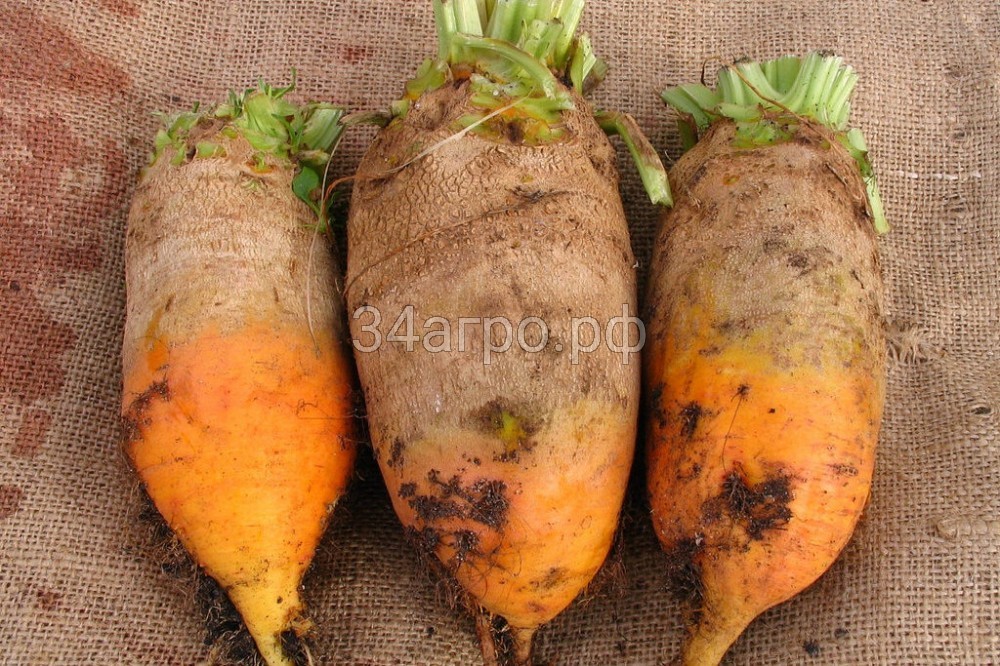 Свекла Эккендорфская желтая 1 кг