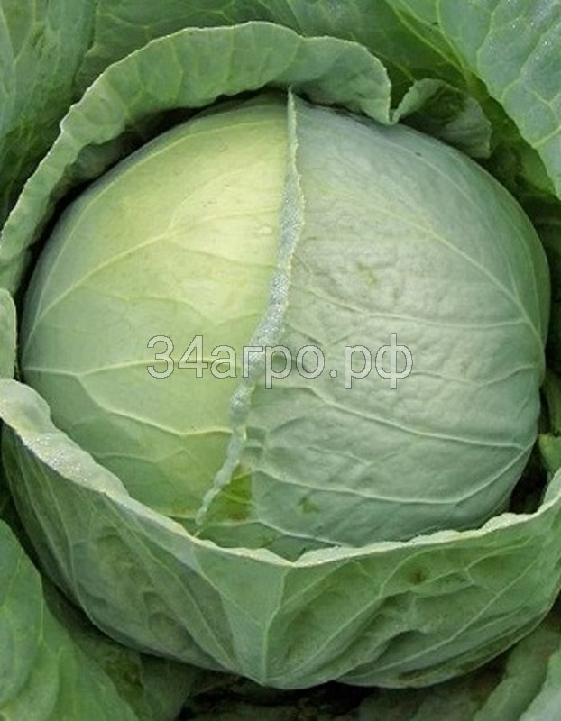 Капуста Московская поздняя 9 100 гр.