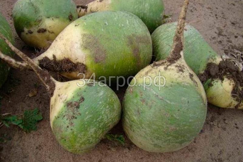 Редька Маргеланская 100 гр.