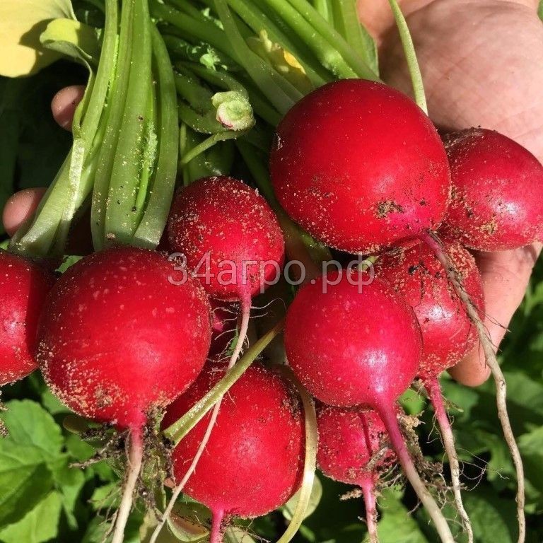 Редис Жара 50 гр.