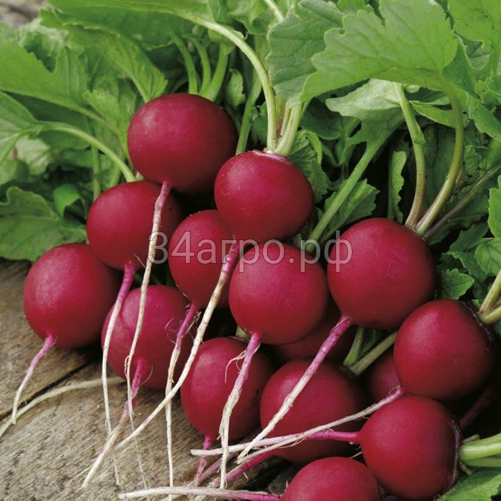 Редис Корунд 100 гр.