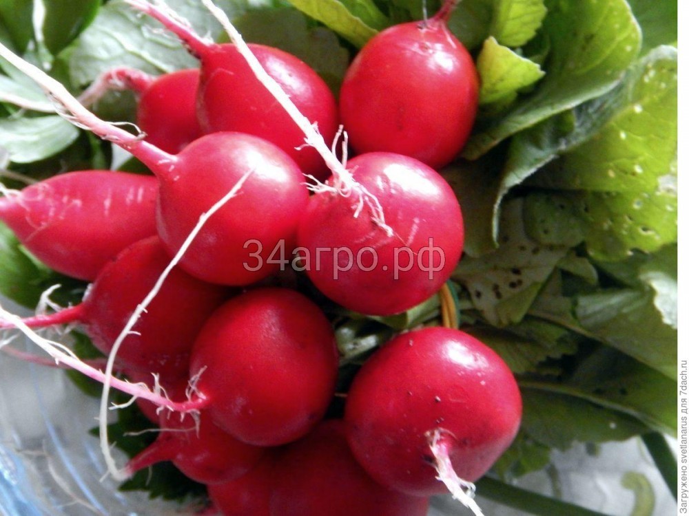 Редис Илке 1 кг