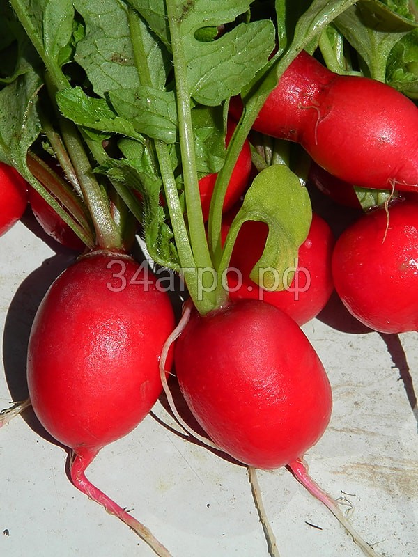 Редис Чупачупс 100 гр.