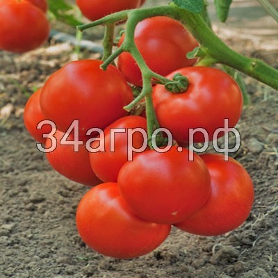 Томат Интрига F1 100 семян