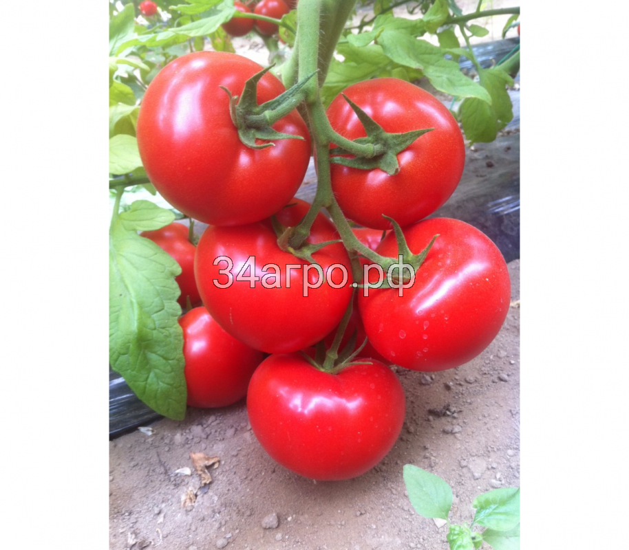 Томат Анталия F1 100 семян