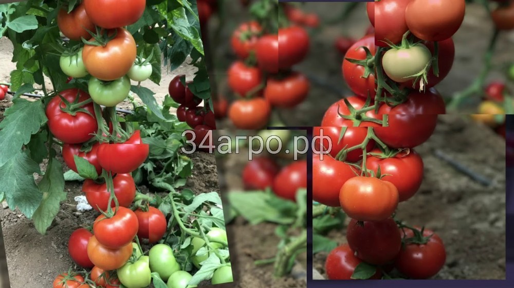 Томат Буллз F1 50 семян